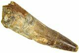 Spinosaurus Tooth - Real Dinosaur Tooth #192052-1